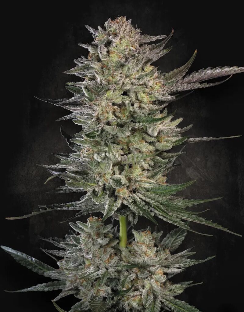 Candy Breath, Фасовка: 3